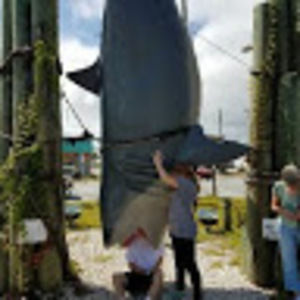 Meet your Posher, Lilly